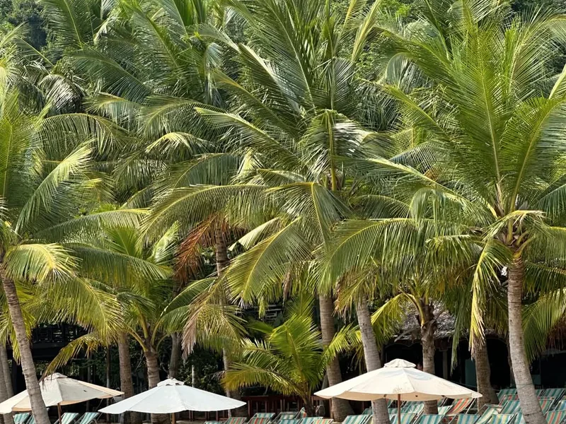 Beach loungers and palm trees on Cham Islands — quiet beach on Cu Lao Cham UNESCO Biosphere Reserve near Hoi An