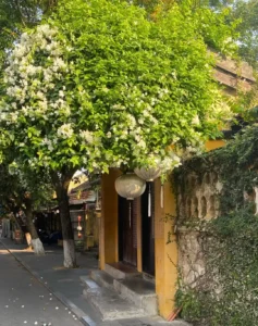 best-time-to-visit-hoi-an-ancient-town-summer